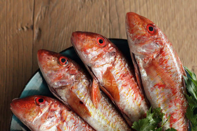 Quatro peixes de tainha vermelha no prato, close-up — Fotografia de Stock