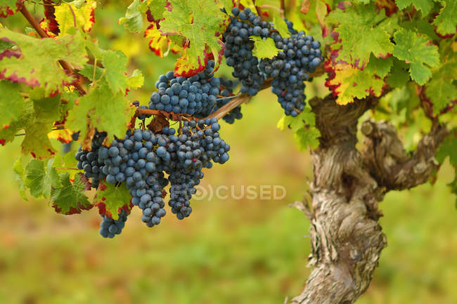 Vista panorámica de las uvas listas para la vendimia, fondo borroso - foto de stock