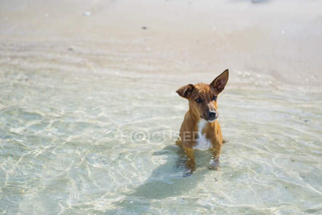 Cão marrom pequeno bonito sentado na água do mar — Fotografia de Stock