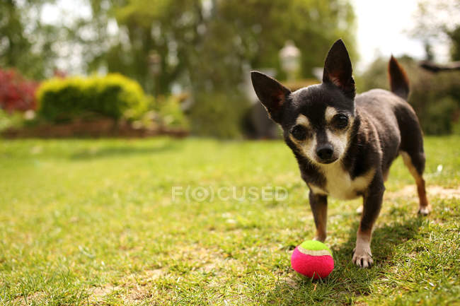 Lindo adorable chihuahua jugando con pelota - foto de stock