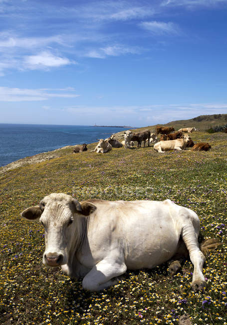 Vista panorámica de las vacas que yacen en un campo de flores, Tarifa, Cádiz, Andalucía, España - foto de stock