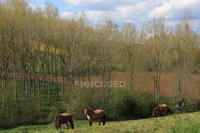 Vista panorámica de dos caballos de pie en un campo, Niort, Francia - foto de stock
