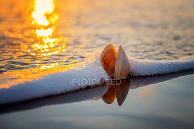 Scenic view of shell on beach in the surf at sunrise — Stock Photo
