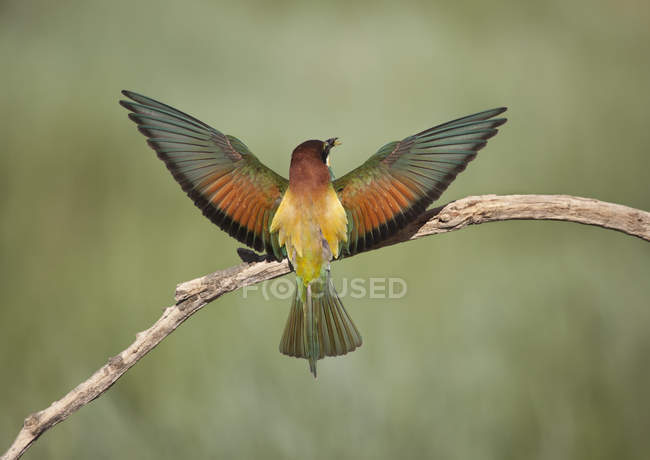 Abeja comedora pájaro en una rama con alas extendidas - foto de stock