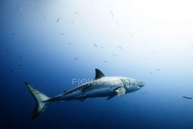 Gran tiburón blanco nadando en el mar - foto de stock