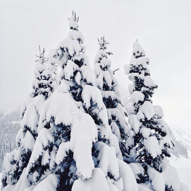 Vista de cerca de las copas de los árboles cubiertos de nieve - foto de stock