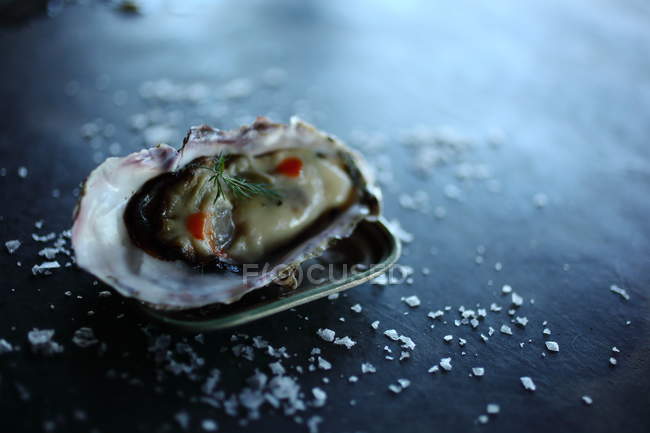Frische Auster mit Dill und Salz auf grauer Oberfläche — Stockfoto