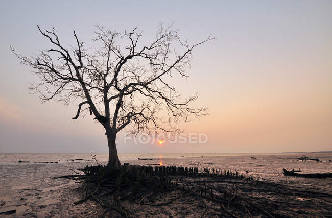 Мальовничим видом з силует дерева на пляж заходу сонця, Kelanang, Малайзія — стокове фото