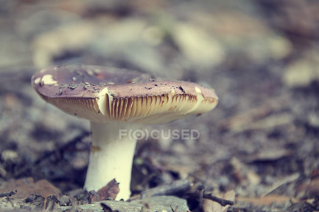 Primo piano di una coltivazione di funghi in campagna — Foto stock