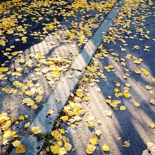 Vista panorámica de las hojas de otoño en el pavimento - foto de stock
