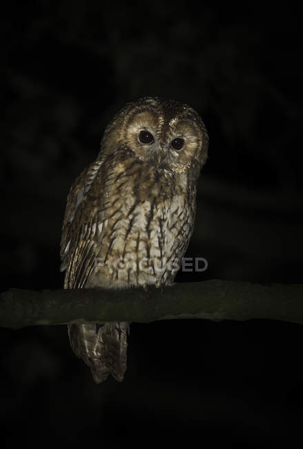 Wild Tawny Owl sitting on branch at nighttime — Stock Photo