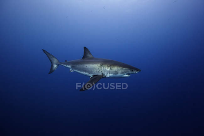 Gran tiburón blanco nadando en el mar - foto de stock