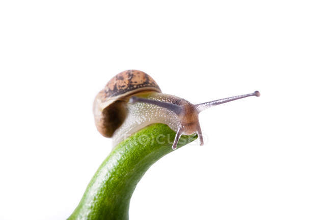 Close-up of snail on green stem on white background — Stock Photo