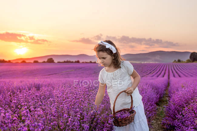 Девушка собирает лавандовые цветы в поле на закате — стоковое фото
