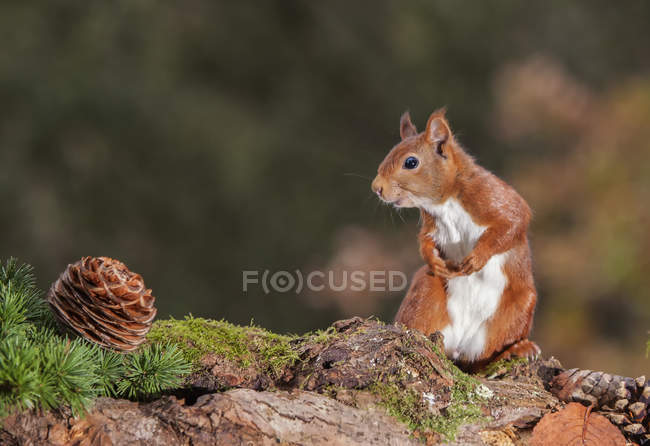 Carino piccolo scoiattolo curioso guardando cono. natura selvaggia, sfondo sfocato — Foto stock