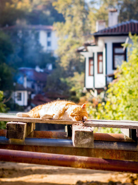 Cat sleeping in sun on wooden pallet — Stock Photo