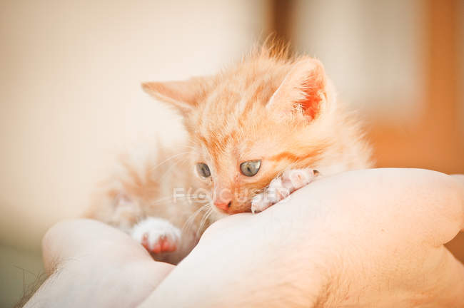 Adorable ginger kitten on cupped hands — Stock Photo