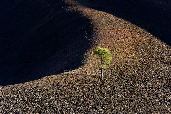 Vista elevada del árbol de cono de ceniza en lechos de lava, California, América, Estados Unidos - foto de stock