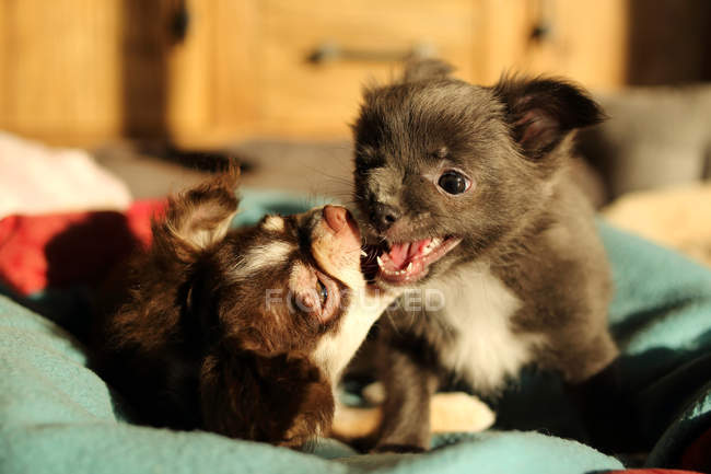 Dois cães chihuahua brincando na cama — Fotografia de Stock