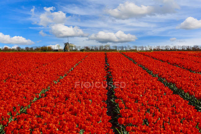 Рядки тюльпани ростуть у полі, Нідерланди — стокове фото