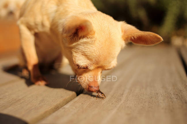 Close-up of cute Chihuahua Dog looking at an insect on wooden floor — Stock Photo