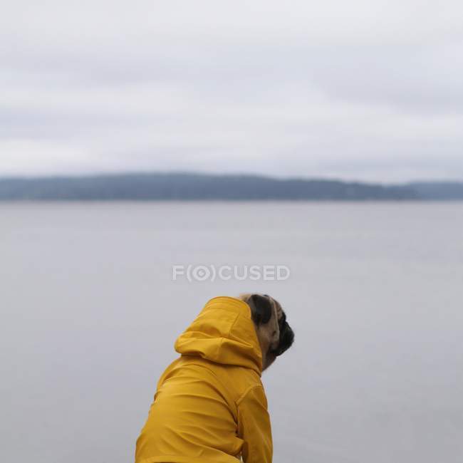 Vista trasera del pug en chaqueta con capucha contra el lago - foto de stock