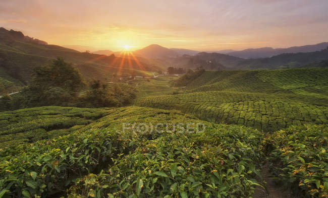 Puesta de sol sobre Cameron Highlands, Pahang, Malasia - foto de stock
