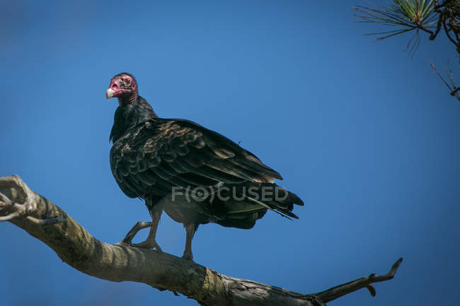 Turkey vulture (Cathartes aura) sitting on branch against blue sky — Stock Photo