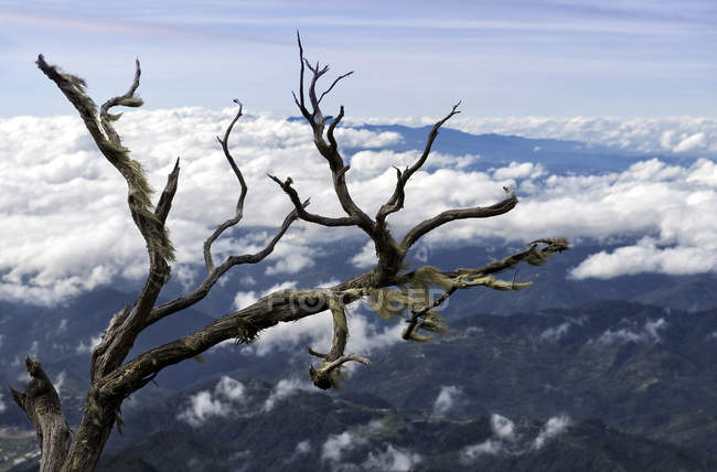Vista panoramica di albero morto e paesaggio nuvoloso, Kota Kinabalu, Malesia — Foto stock