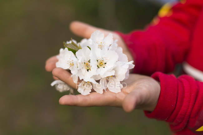 Cropped image of Boy holding handful of flowers against blurred background — Stock Photo