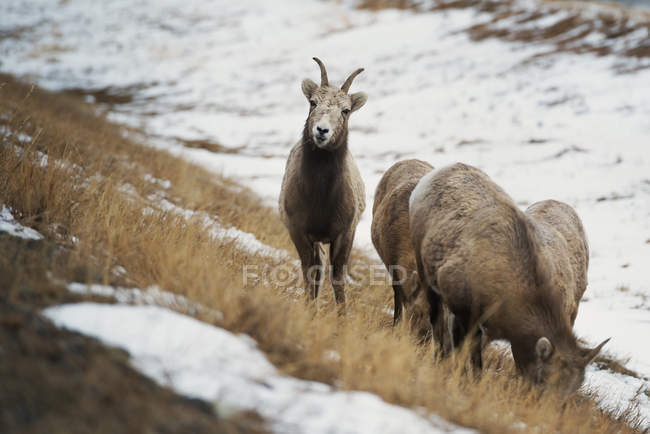 Rebaño de ovejas de montaña, Banff, Alberta, Canadá - foto de stock