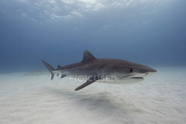 Tubarão tigre nadando debaixo d 'água — Fotografia de Stock