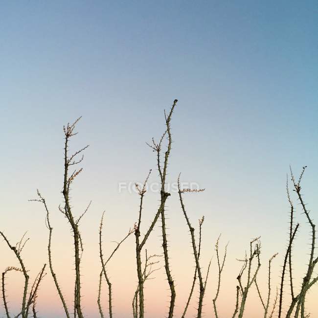 Dramatic view of ocotillo stems at sunset — Stock Photo