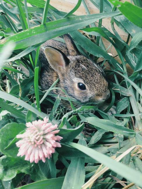 Primer plano del pequeño conejo sentado en la hierba - foto de stock