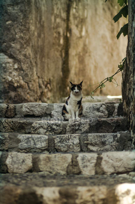 Portrait of cat sitting on stairs of building — Stock Photo