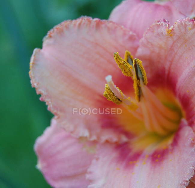 Primer plano de la flor de lirio rosa fresca - foto de stock