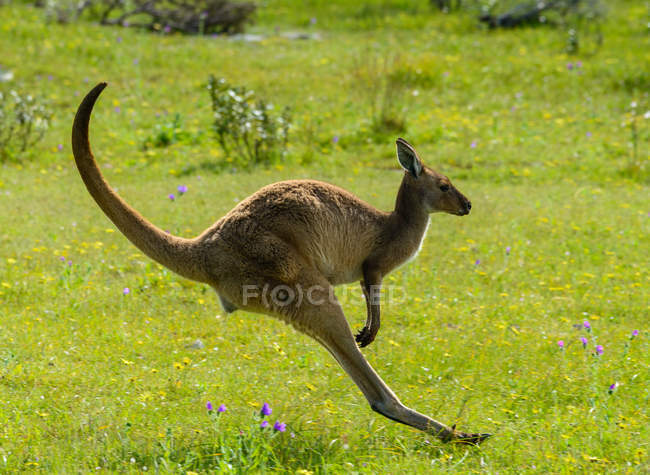 Seitenansicht des lustigen Kängurus in den Pausen — Stockfoto