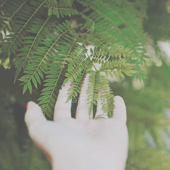 Крупный план женской руки касающейся листьев папоротника — стоковое фото