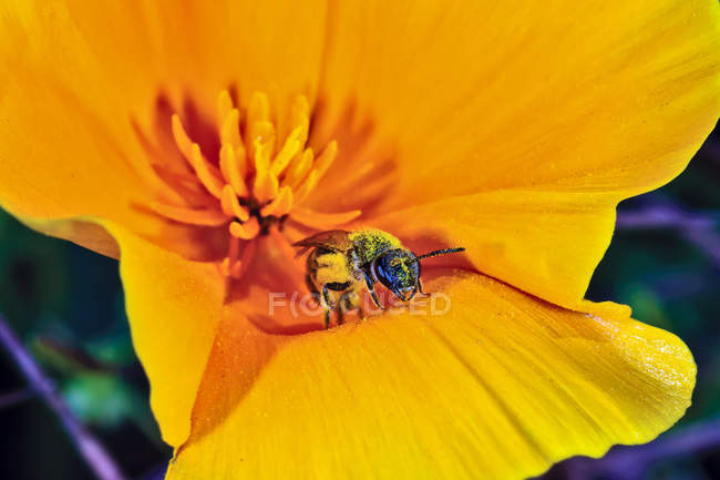 Close-up of Bee pollinating a Mexican poppy — Stock Photo