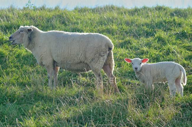 Oveja con pastoreo de cordero, Oldersum, Alemania - foto de stock
