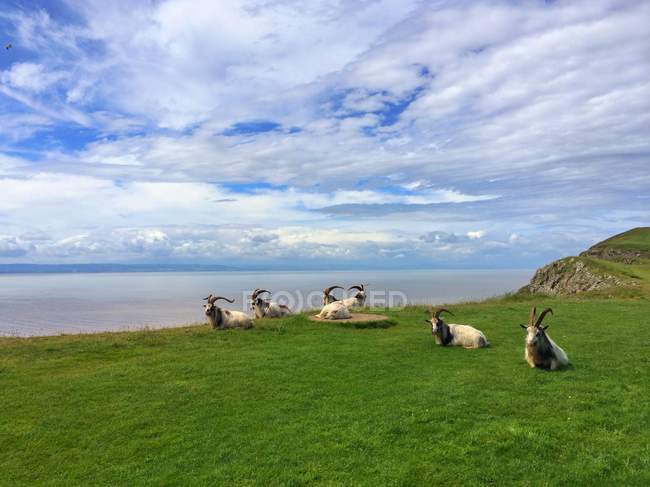 Vista panorâmica de cabras em Brean Down, Somerset, Reino Unido — Fotografia de Stock