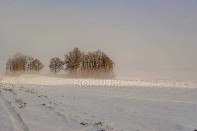 Campo nevado com pista de pneus e grupo de árvores nuas na distância — Fotografia de Stock
