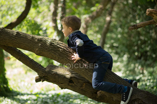 Piccolo ragazzo arrampicata albero alla luce del sole — Foto stock