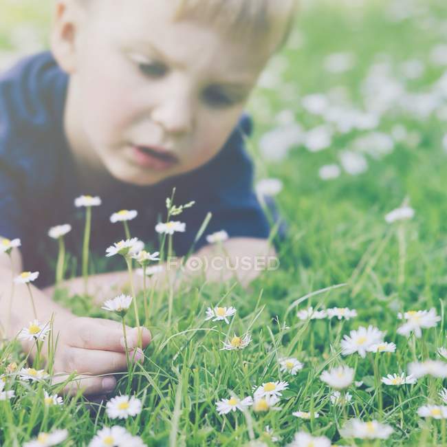 Nahaufnahme eines Jungen beim Gänseblümchenpflücken auf der Wiese — Stockfoto