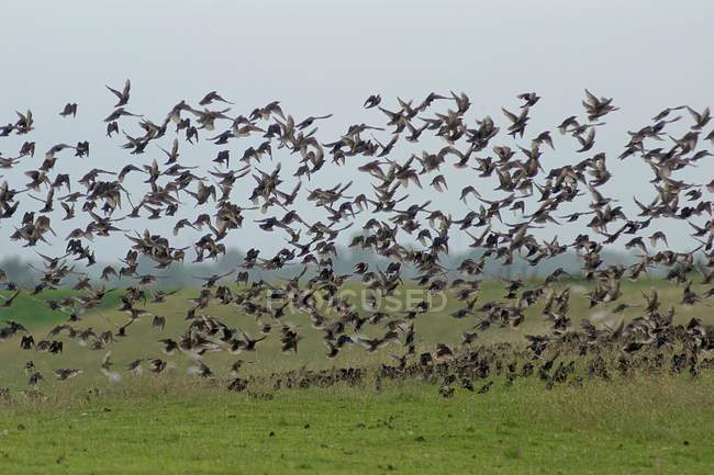 Enxame de estorninhos tirando as asas do prado — Fotografia de Stock