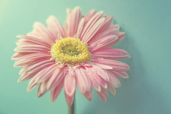 Гербера рожева квітка на синьому фоні — стокове фото