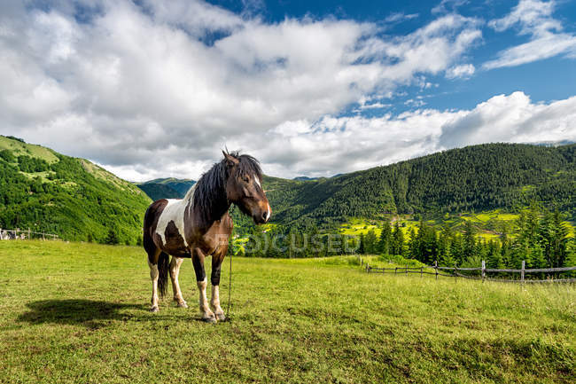 Мальовничий вид на коня в полі під хмарним небом — стокове фото