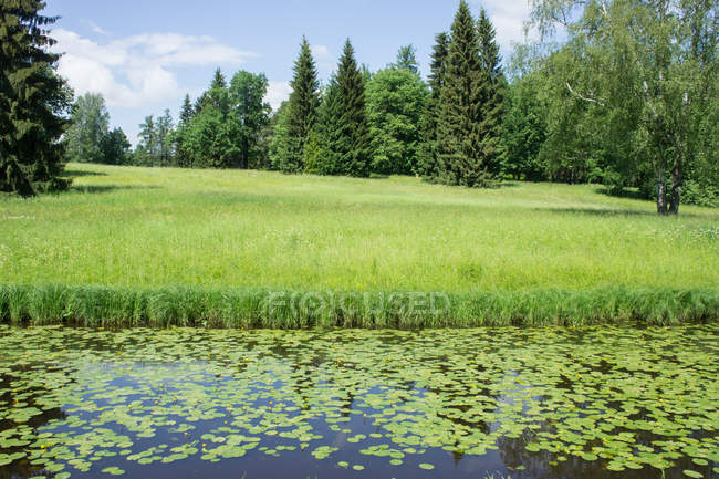 Bellissimo prato verde fresco vicino al lago — Foto stock