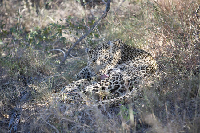 Leopardo o Panthera pardus acostado en la hierba en el desierto - foto de stock