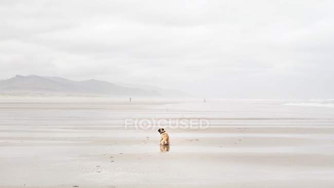Vista trasera del pug sentado en la playa - foto de stock